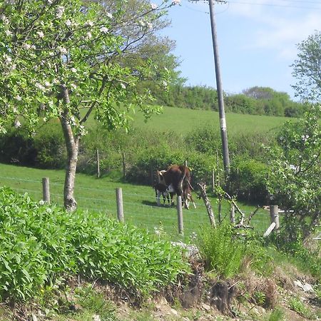 Staylittle Farm Долгеллау Экстерьер фото
